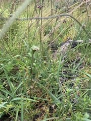 Pterostylis decurva