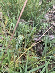 Pterostylis decurva