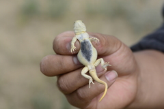 Phrynocephalus vlangalii