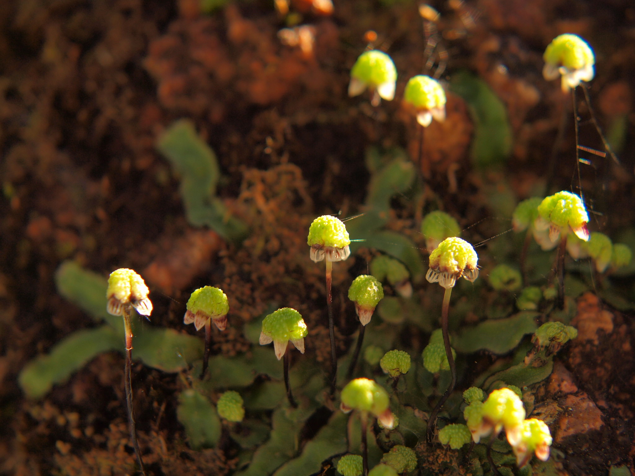 Asterella drummondii
