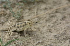 Phrynocephalus vlangalii