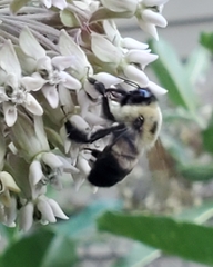 Bombus griseocollis