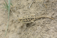 Phrynocephalus vlangalii