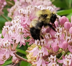 Bombus griseocollis