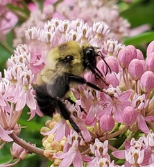 Bombus griseocollis