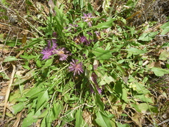 Centaurea raphanina