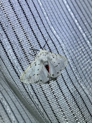 Spilosoma punctaria
