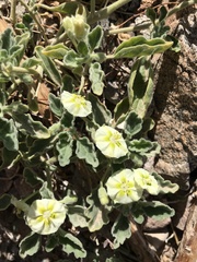 Chamaesaracha pallida