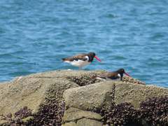Haematopus palliatus