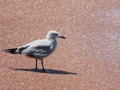 Leucophaeus modestus