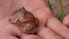 Physalaemus nattereri