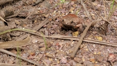 Physalaemus nattereri