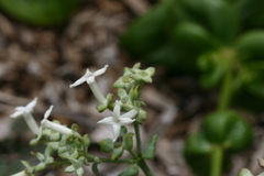 Kadua fluviatilis