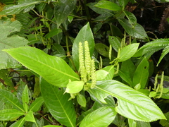 Chloranthus