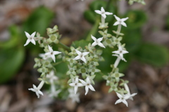 Kadua fluviatilis