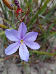 Aristea dichotoma