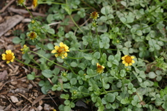 Lipochaeta integrifolia