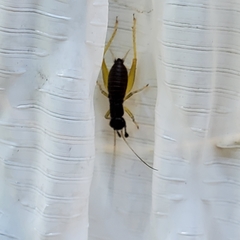 Phyllopalpus pulchellus