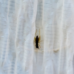 Phyllopalpus pulchellus