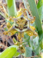 Ferraria divaricata