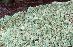 Flavoparmelia soredians