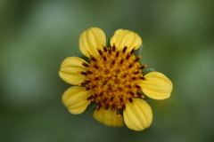 Lipochaeta integrifolia