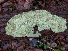 Flavoparmelia soredians