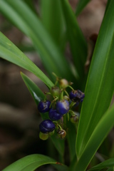 Dianella sandwicensis