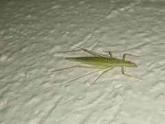 Oecanthus leptogrammus