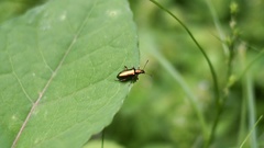 Arthromacra decora