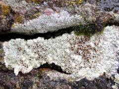 Lecanora campestris