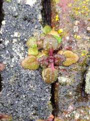Veronica arvensis