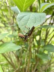 Lycocerus suturellus