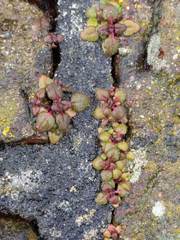 Veronica arvensis