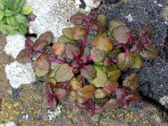 Veronica arvensis