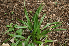 Dianella sandwicensis