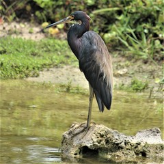 Egretta tricolor image