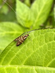 Nemophora trimetrella