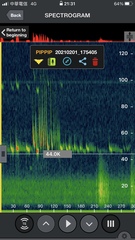 Pipistrellus abramus