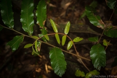 Cupaniopsis flagelliformis