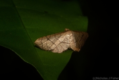 Hypolamprus ypsilon