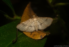 Addaea subtessellata