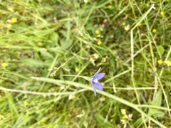 Wahlenbergia marginata