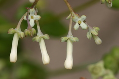 Kadua