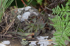 Crassula alba