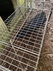 Corvus corone orientalis