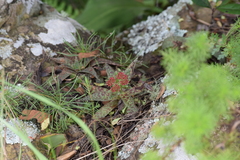 Crassula alba