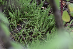 Crassula lanceolata