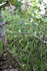 Crassula lanceolata