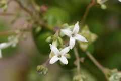 Kadua
